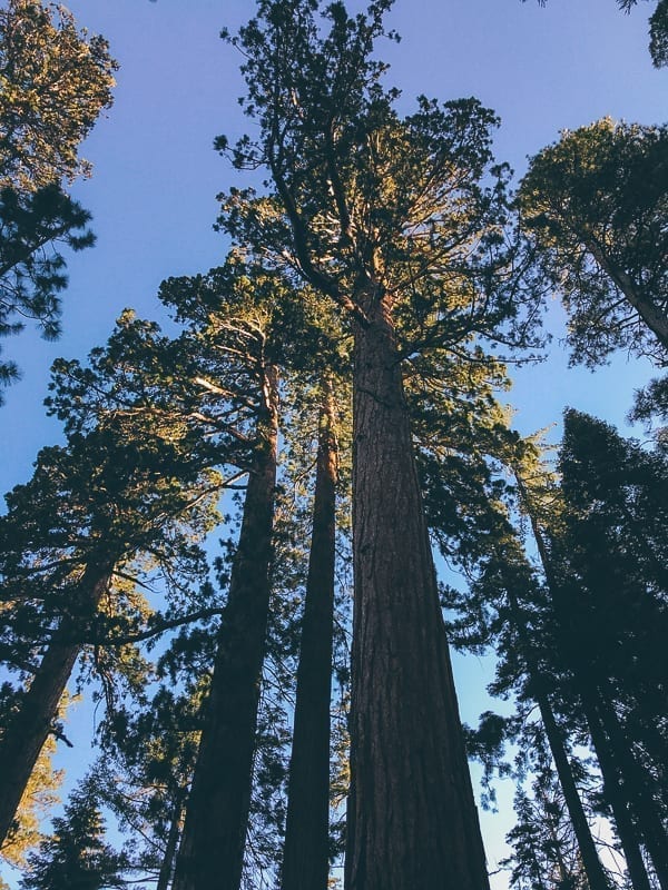 Mariposa Grove trees, jcghk.dfhdjkvfj.cf