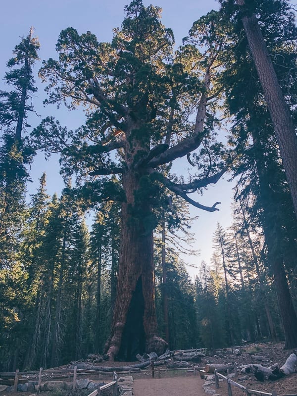 Grizzly Giant in Mariposa Grove, jcghk.dfhdjkvfj.cf