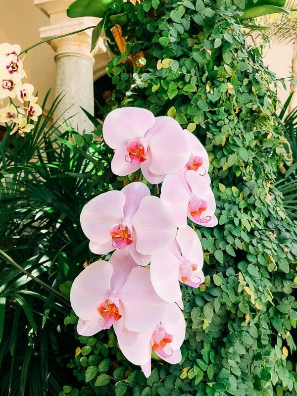 Pink Orchids, jcghk.dfhdjkvfj.cf