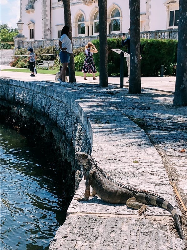 Iguana at Vizcaya, jcghk.dfhdjkvfj.cf