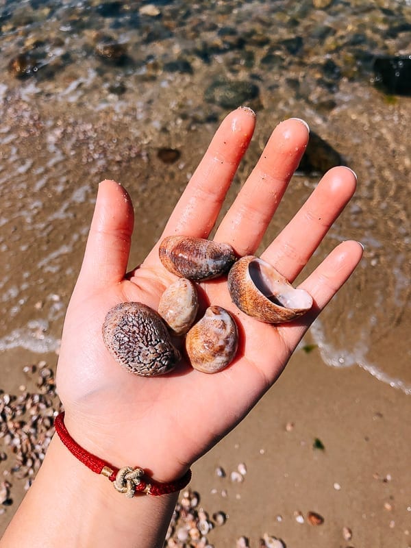 Finding sea shells on the beach, jcghk.dfhdjkvfj.cf