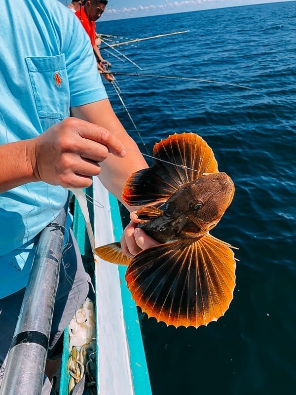 Catching a sea robin, jcghk.dfhdjkvfj.cf