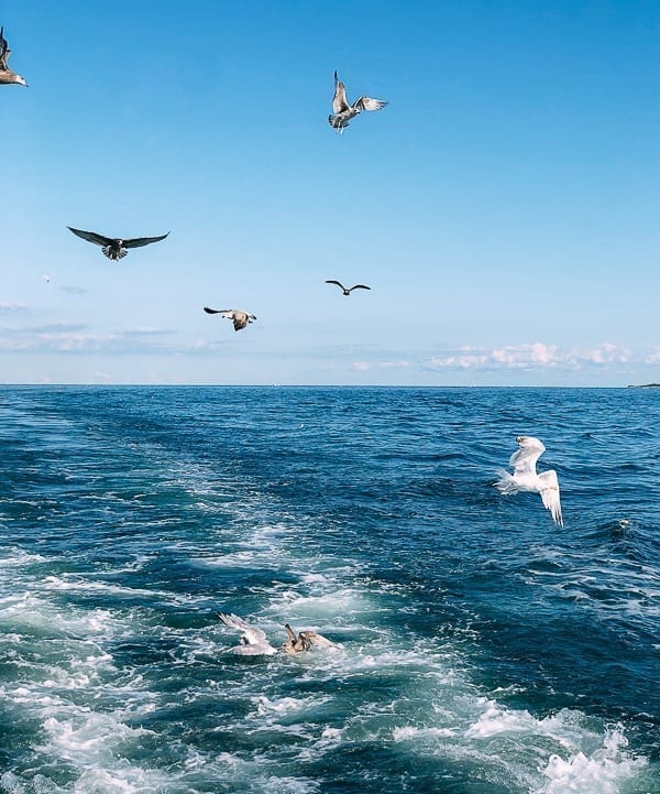 Seagulls snatching fish scraps off boat, jcghk.dfhdjkvfj.cf