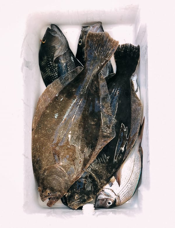 Catch of the day, fluke, seabass, and porgies, jcghk.dfhdjkvfj.cf