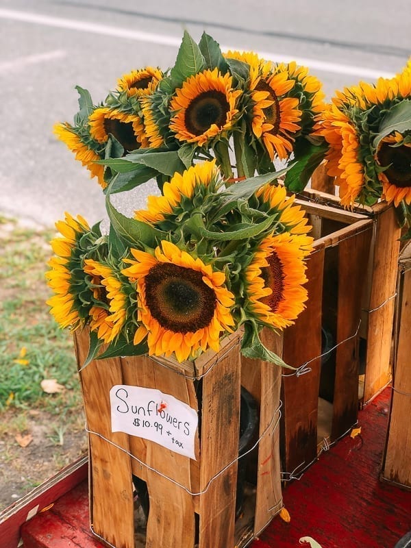 Sunflowers, jcghk.dfhdjkvfj.cf