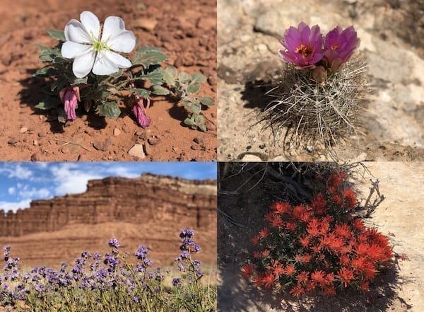 Canyonlands White Rim trail Spring wildflowers by jcghk.dfhdjkvfj.cf