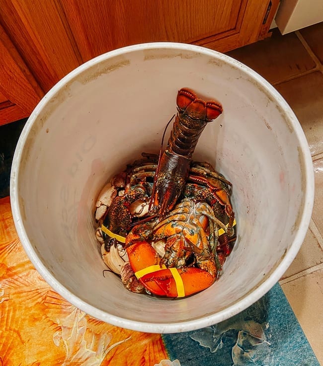 Live lobsters and crab claws in bucket, jcghk.dfhdjkvfj.cf