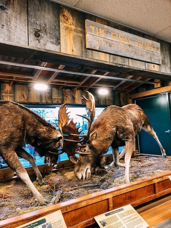 Moose Diorama at L.L. Bean Store in Freeport, jcghk.dfhdjkvfj.cf