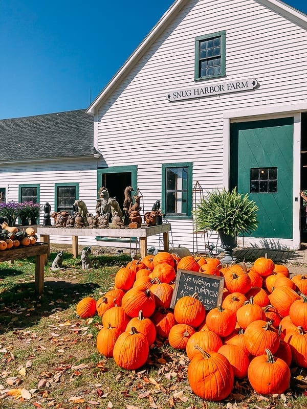 Pumpkins outside Snug Harbor Farm, jcghk.dfhdjkvfj.cf