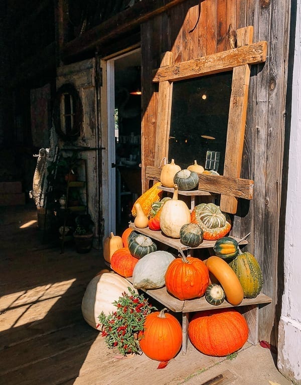 Pumpkins and gourds at Snug Harbor Farm, jcghk.dfhdjkvfj.cf