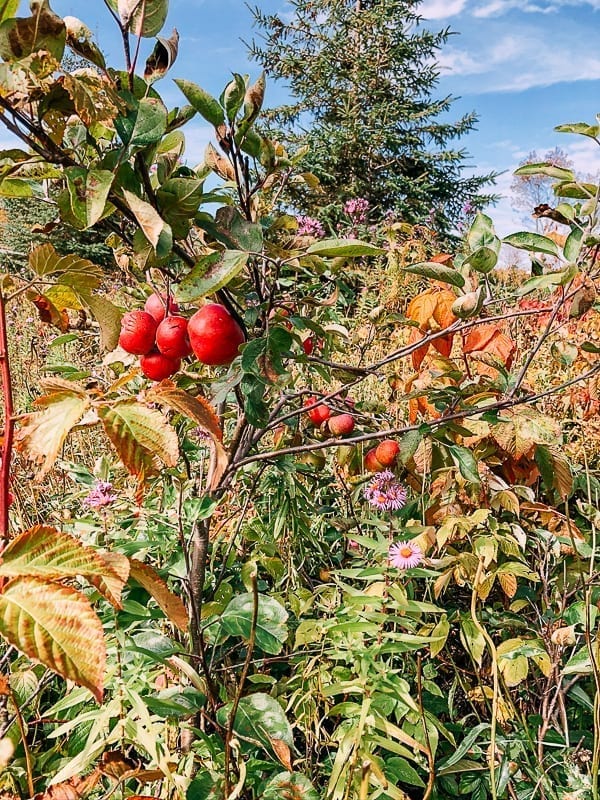 Wild apple tree, jcghk.dfhdjkvfj.cf