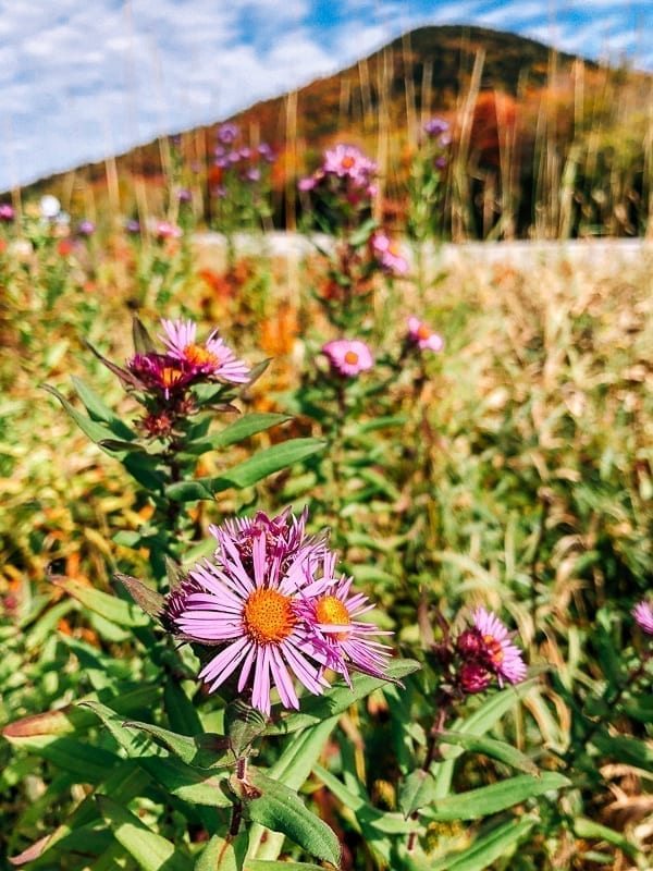 Wildflowers in meadow, jcghk.dfhdjkvfj.cf