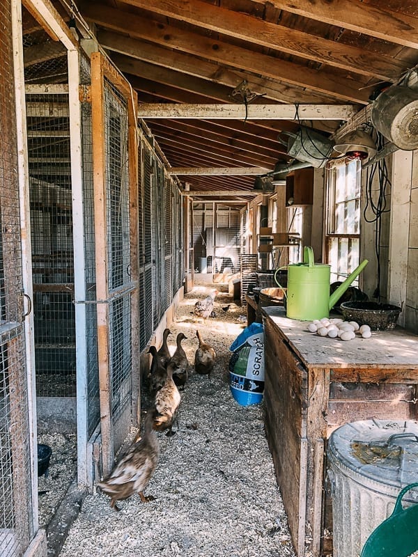 Ducks at Snug Harbor Farm, jcghk.dfhdjkvfj.cf