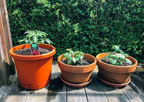Potted tomatoes and herbs, jcghk.dfhdjkvfj.cf