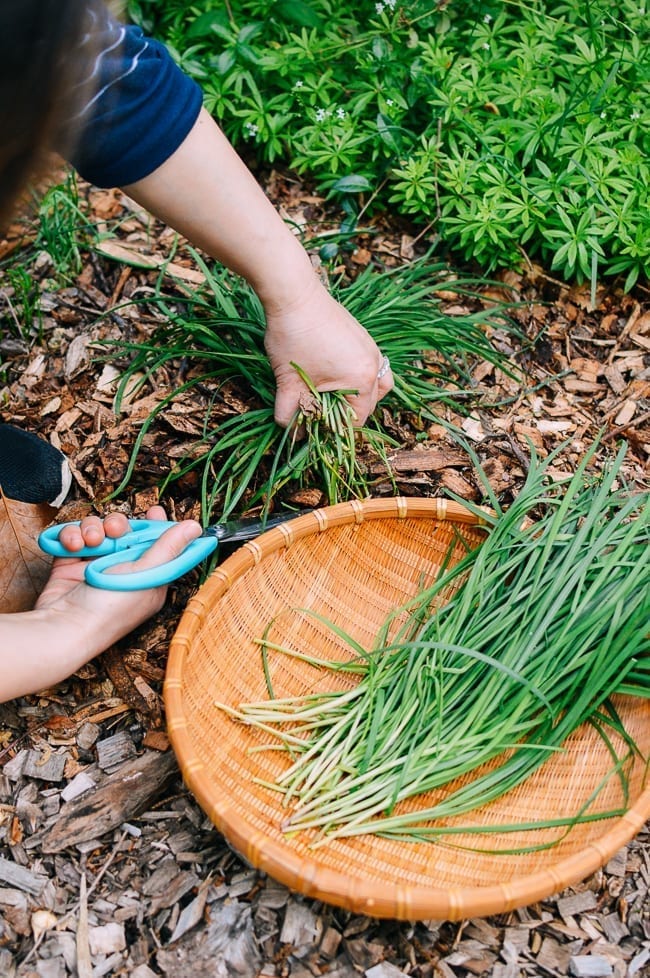 Harvesting Chinese Garlic Chives, jcghk.dfhdjkvfj.cf