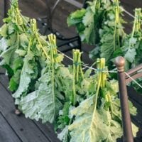 Drying and Preserving Kale Greens, jcghk.dfhdjkvfj.cf