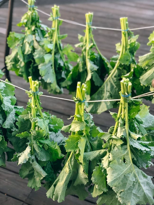 Drying greens in bundles outside, jcghk.dfhdjkvfj.cf