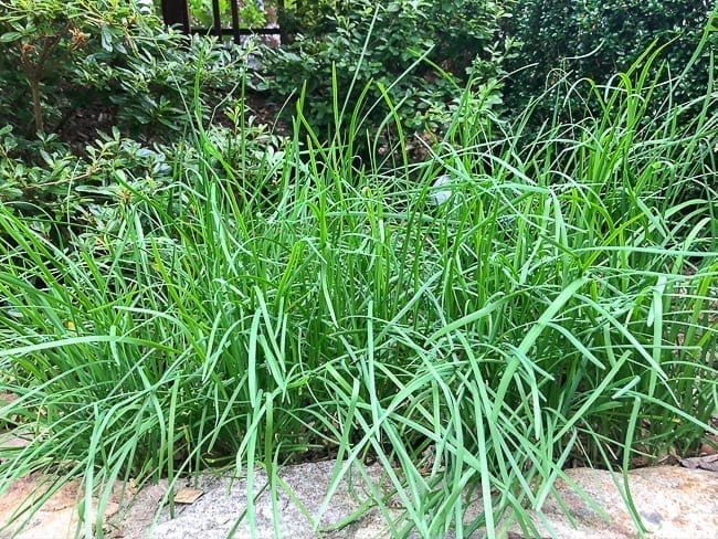 Chinese garlic chives growing in garden bed, jcghk.dfhdjkvfj.cf