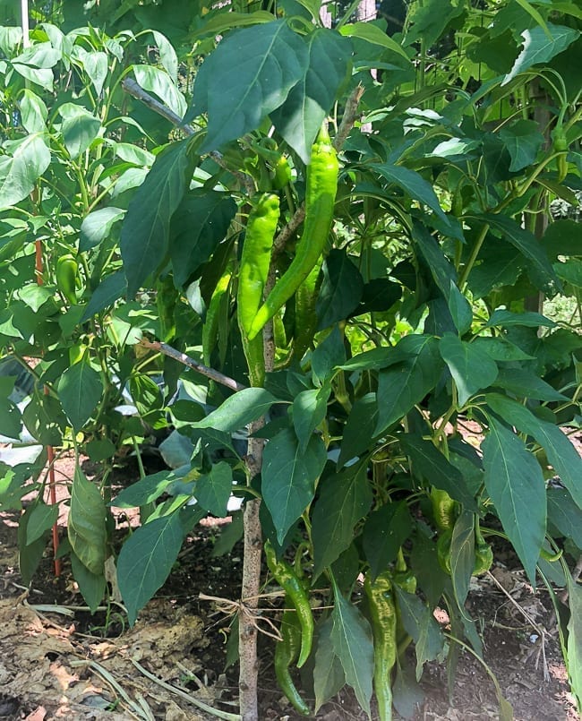 Long Hot Peppers, jcghk.dfhdjkvfj.cf