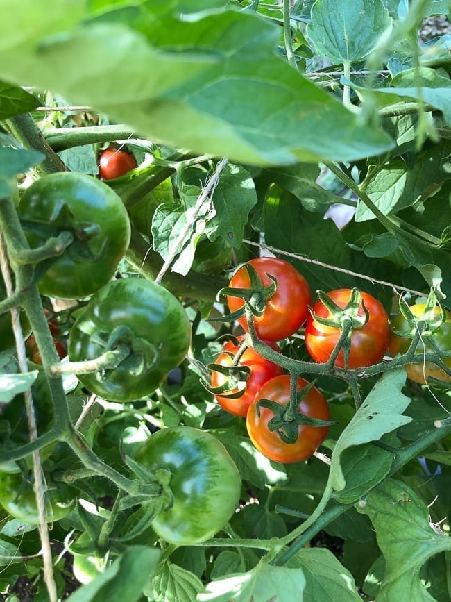 Cherry tomato plant, jcghk.dfhdjkvfj.cf