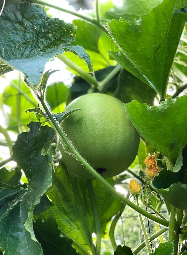 Winter melon plant, jcghk.dfhdjkvfj.cf