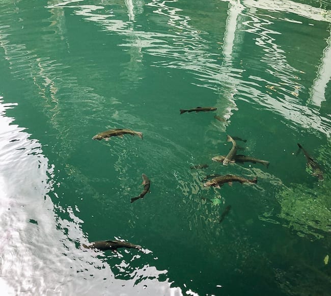 Fish in Mohonk Lake, jcghk.dfhdjkvfj.cf