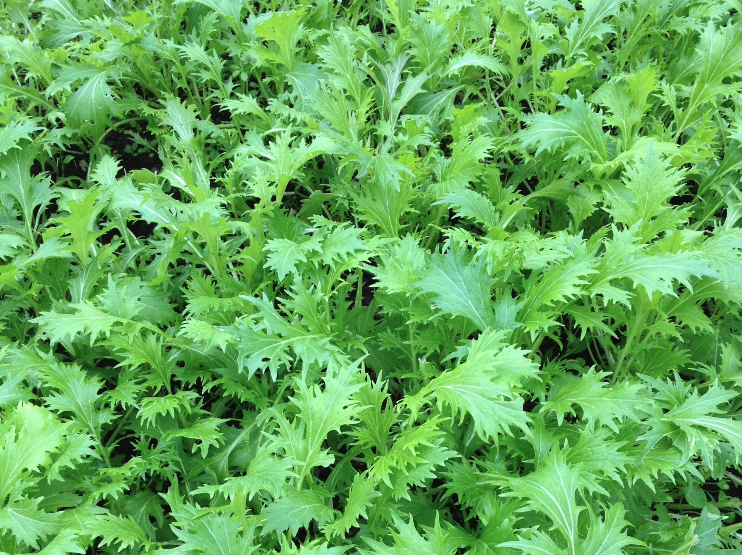 Mizuna plants
