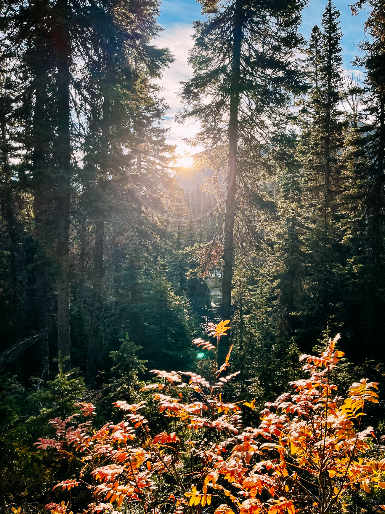 Forest on trail to Pitamakan Pass