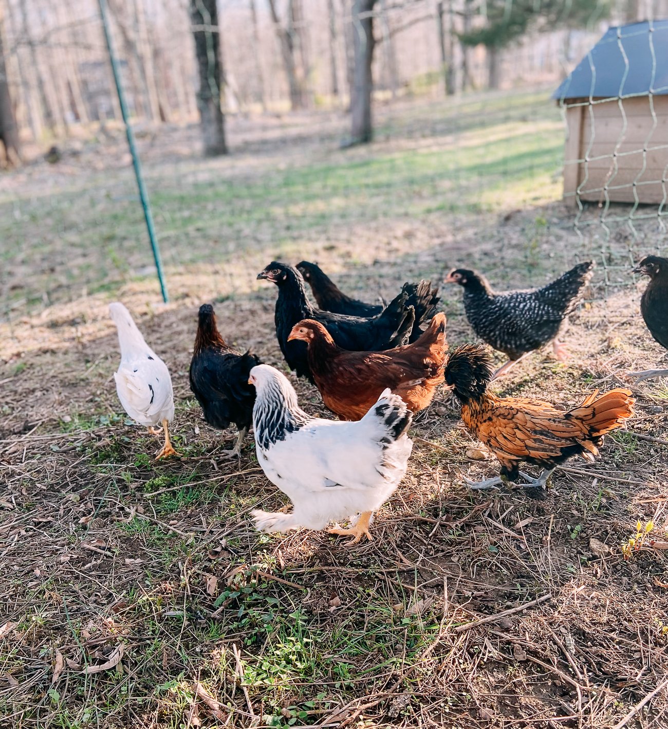 flock of chickens