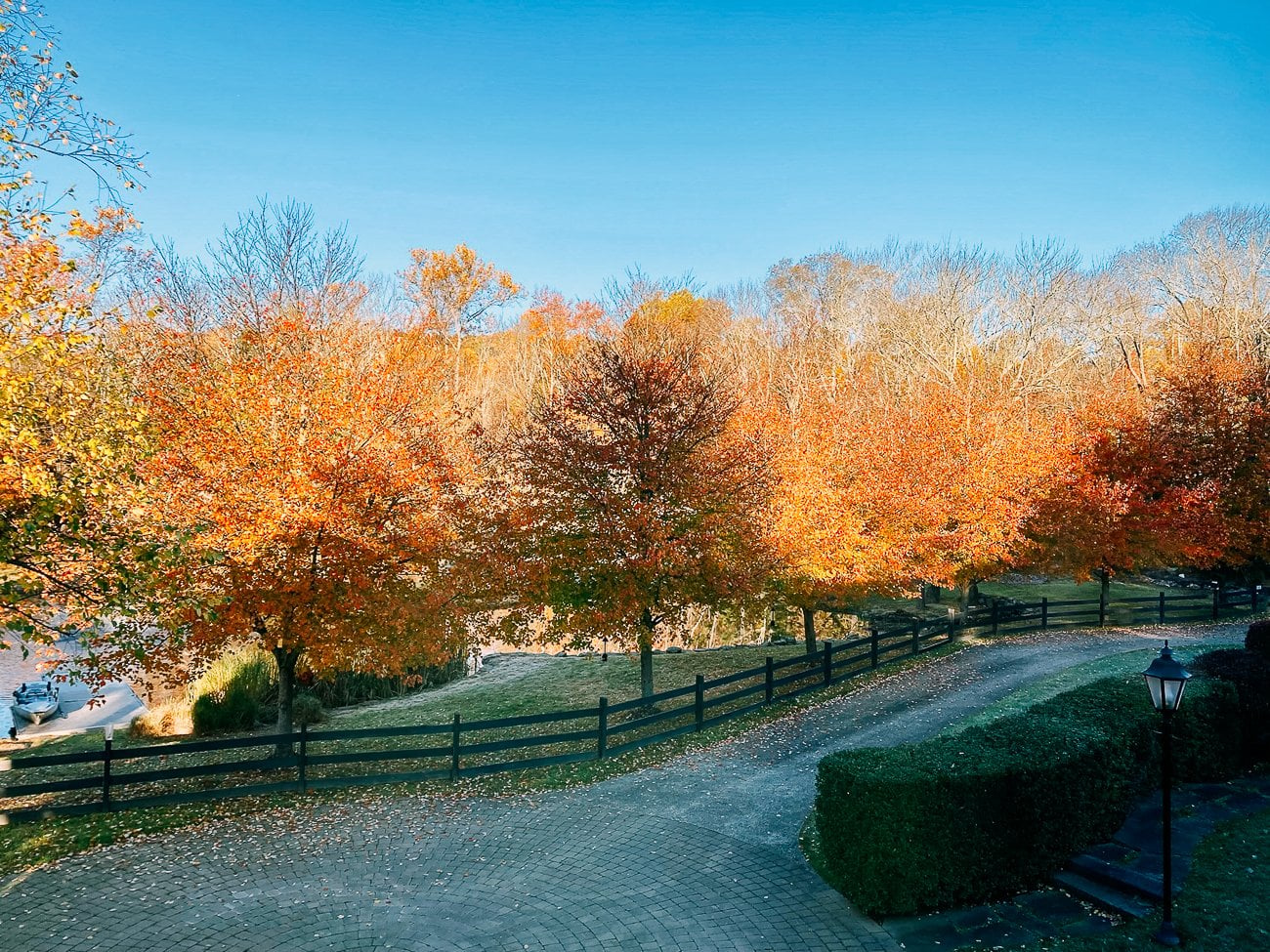 fall colors on maple trees