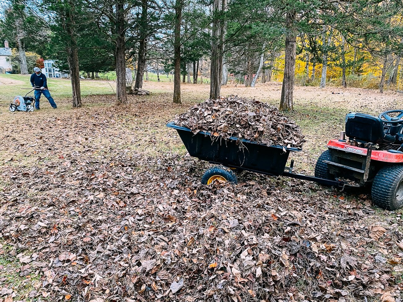 collecting leaves
