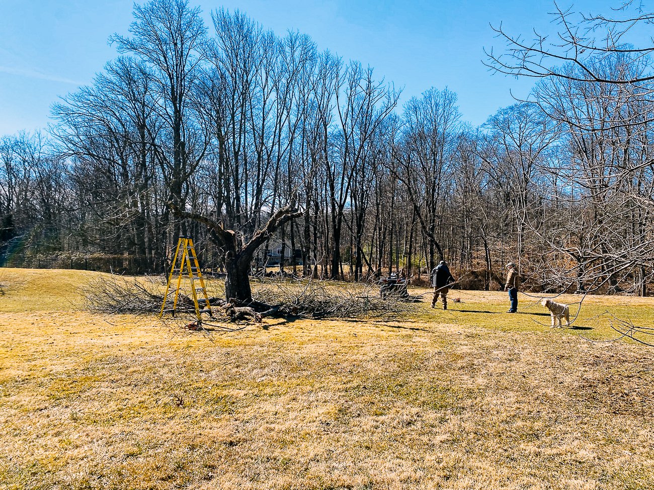pruning fruit trees