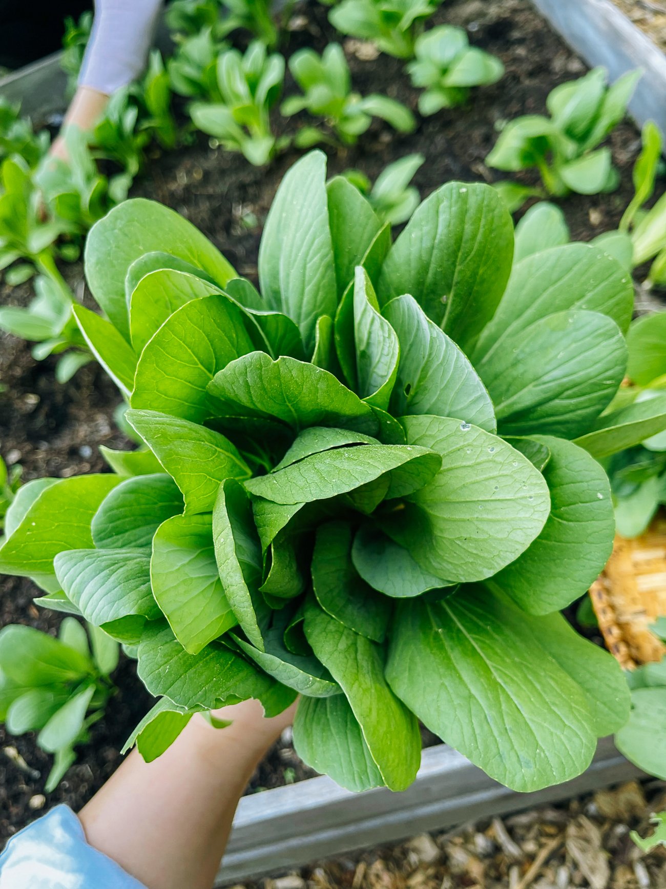 Shanghai green bok choy leaves