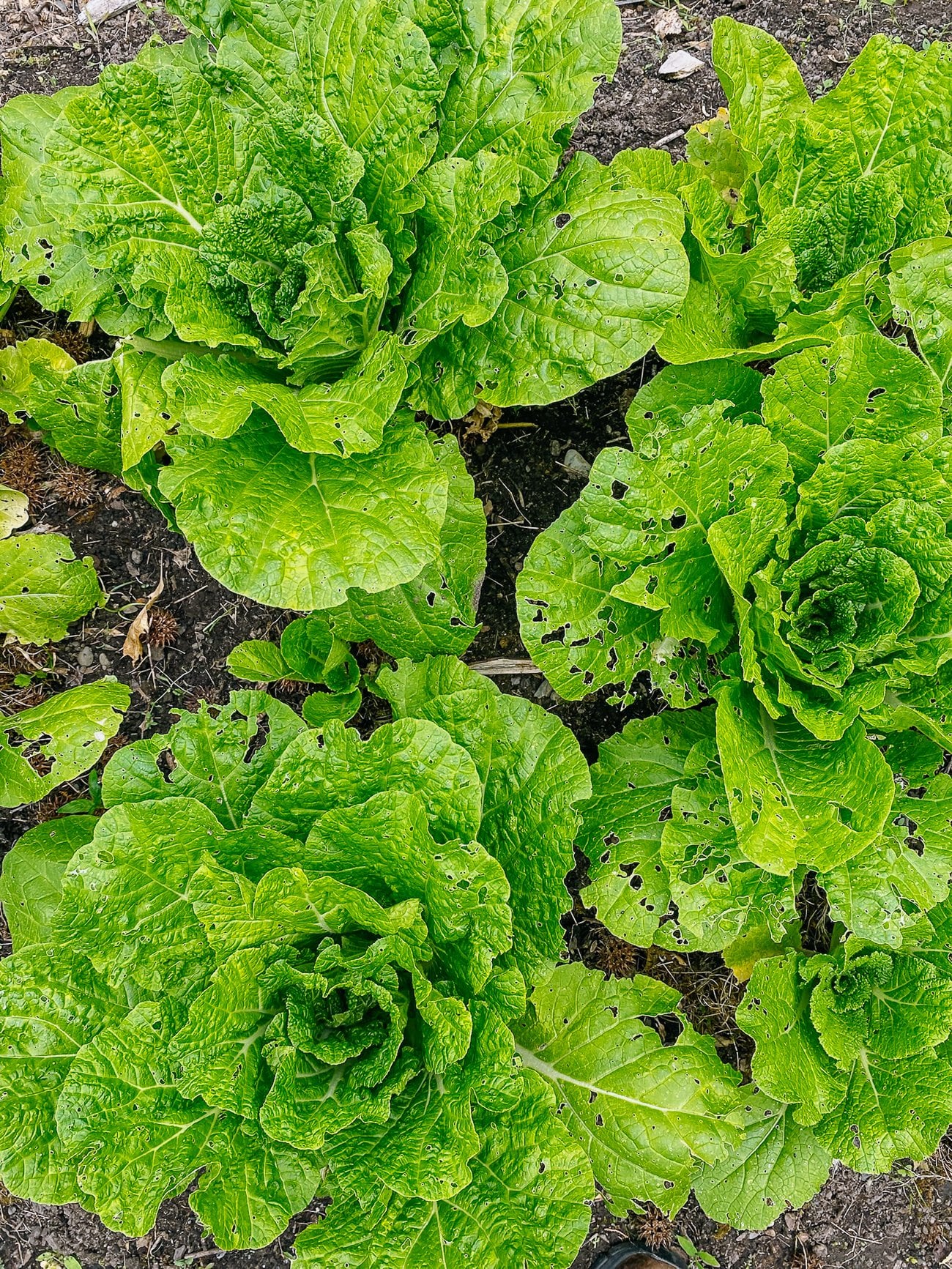 napa cabbage plants growing