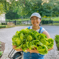 How to Grow Napa Cabbage