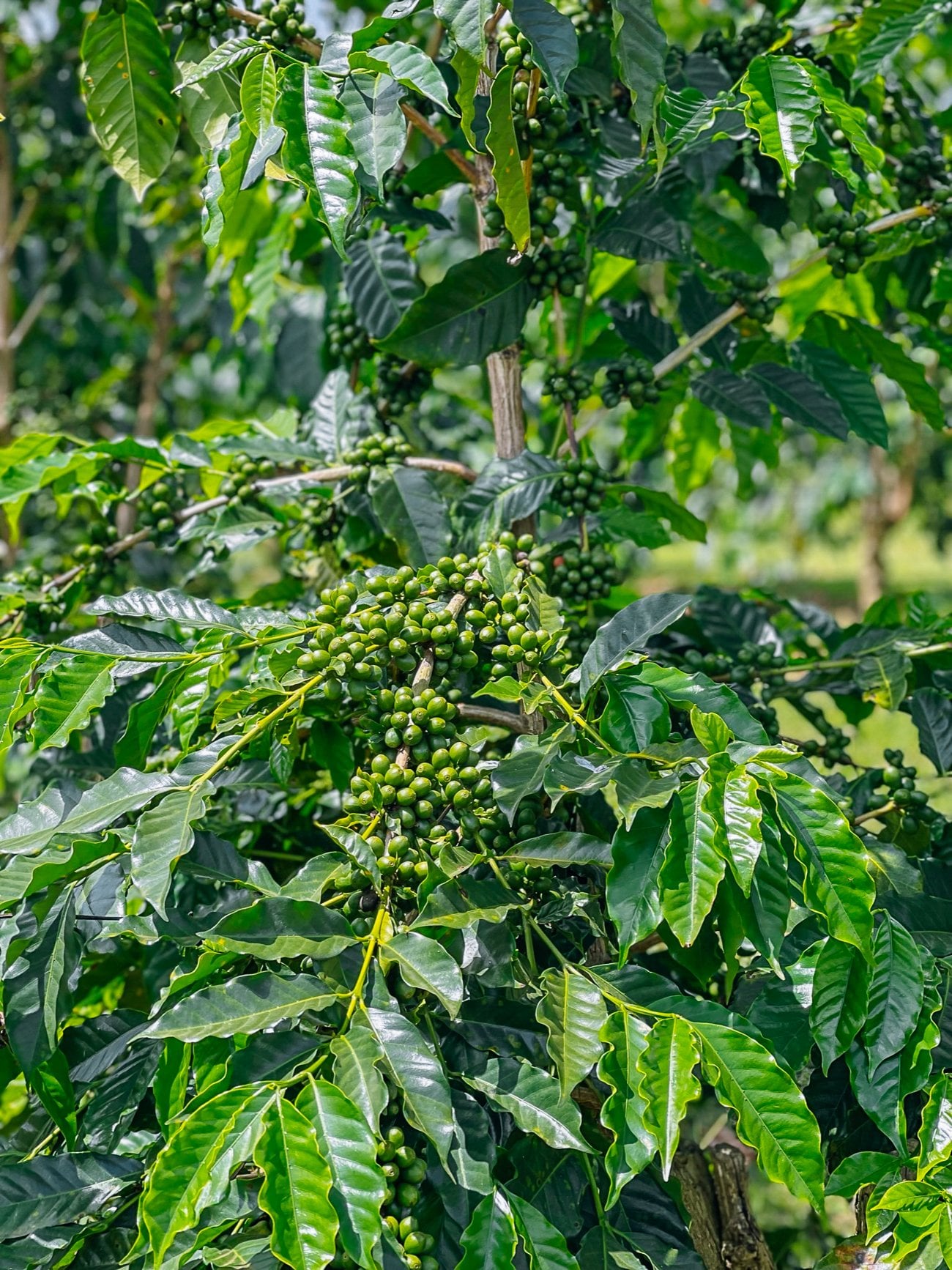 Coffee beans on tree
