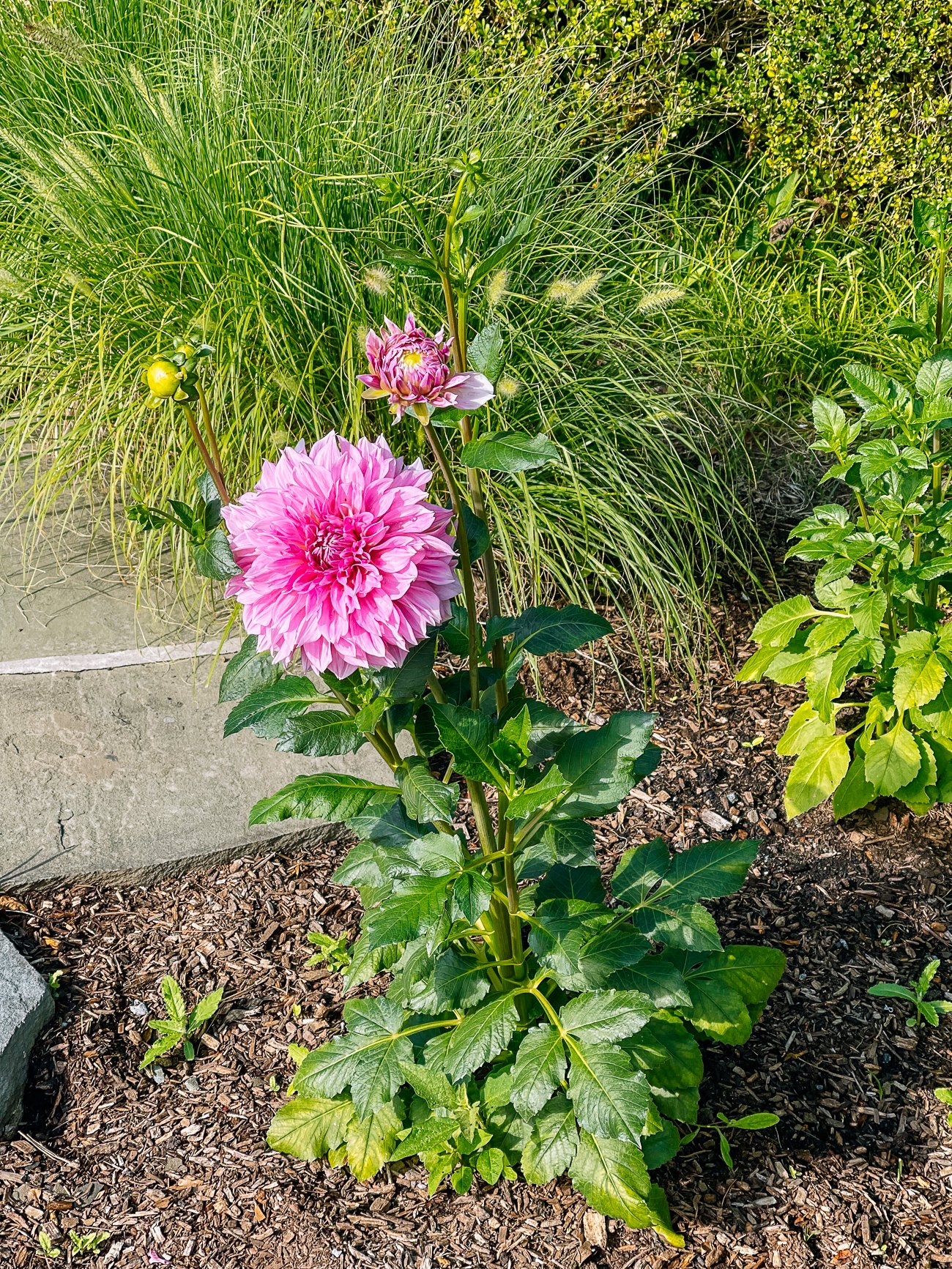 pink dahlia