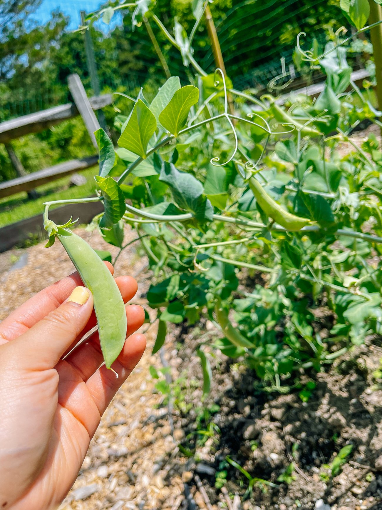 Pea on plant