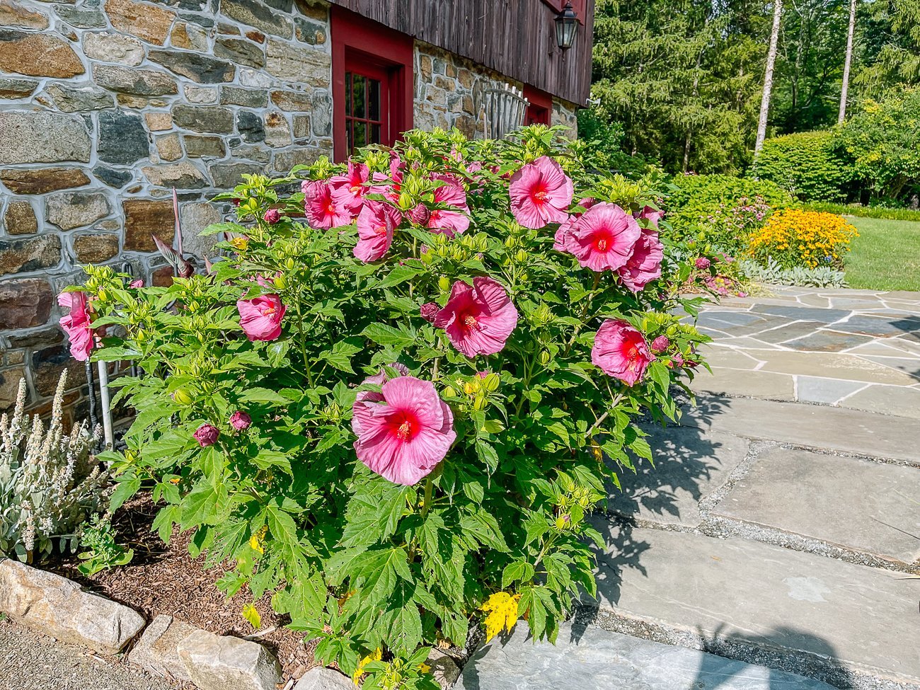 Hibiscus flower