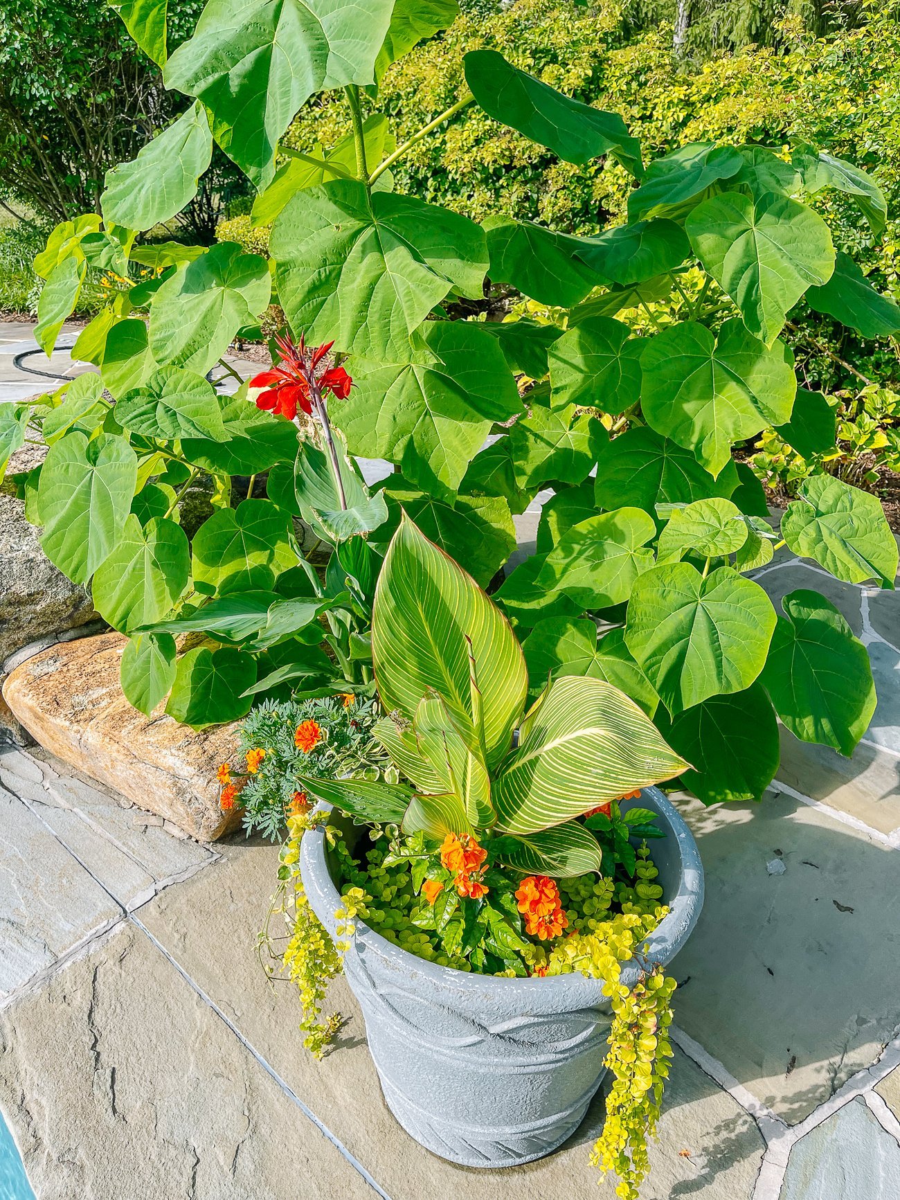 canna in pot