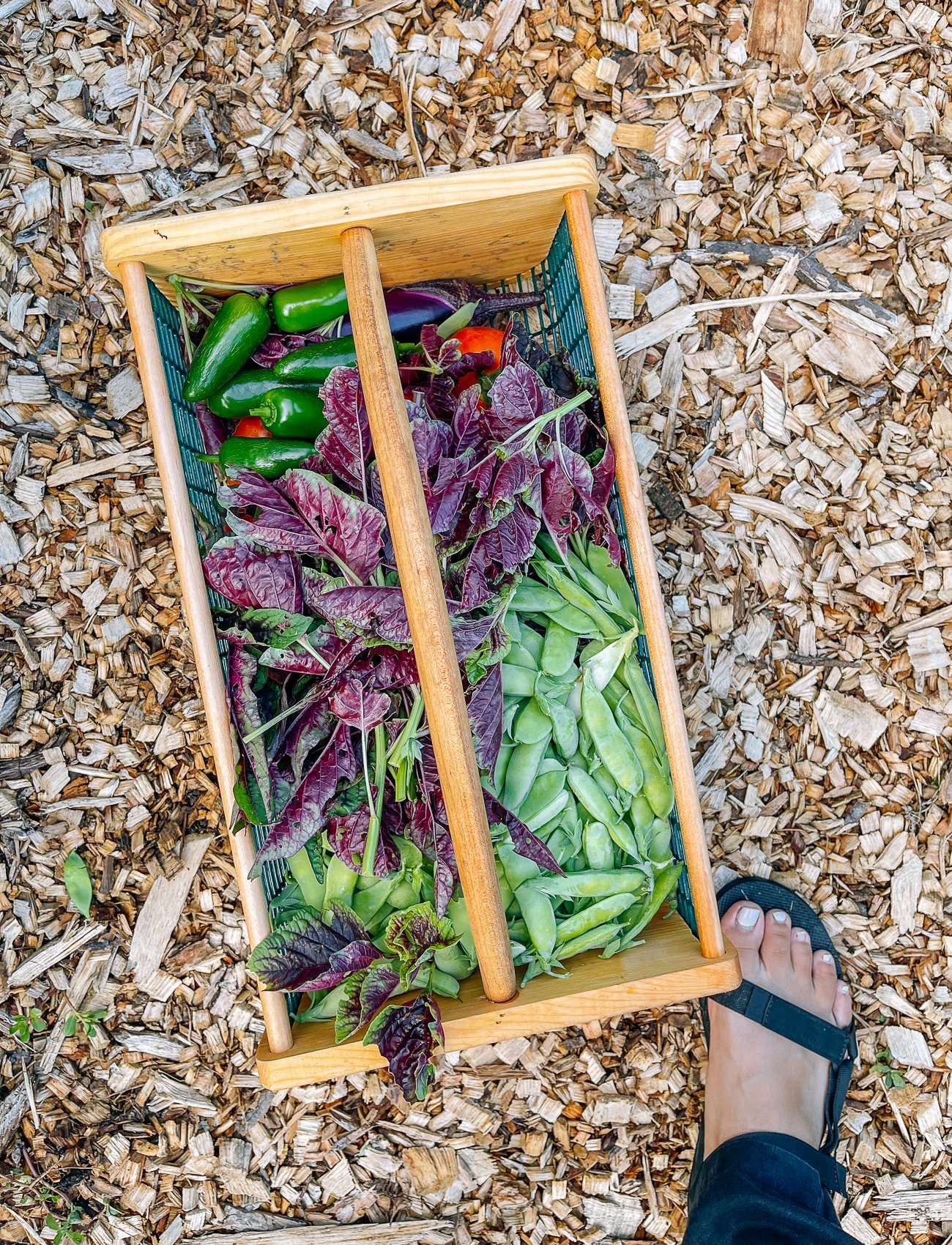 harvest basket
