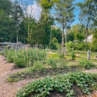 vegetable garden