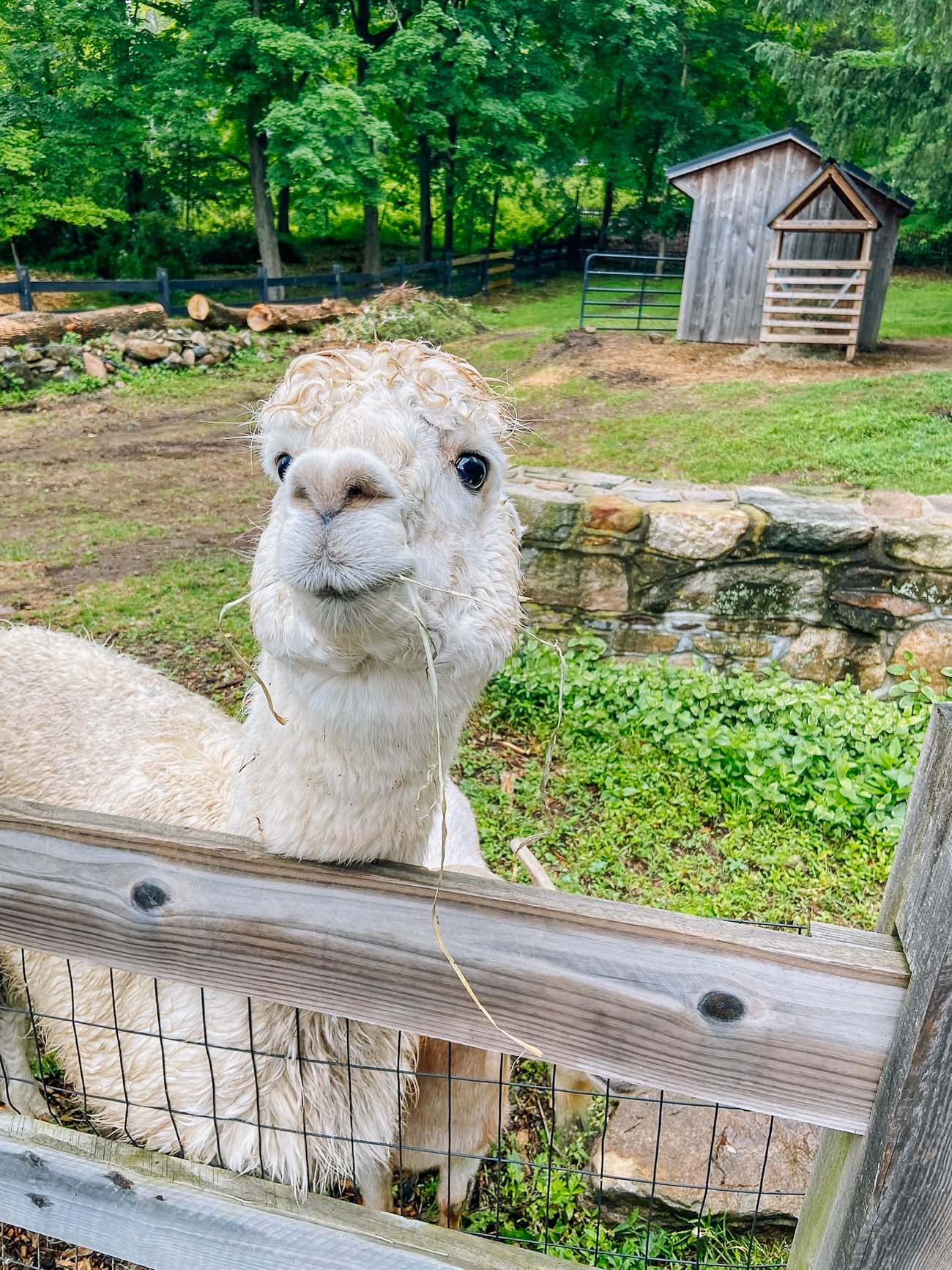 Bessie the white alpaca