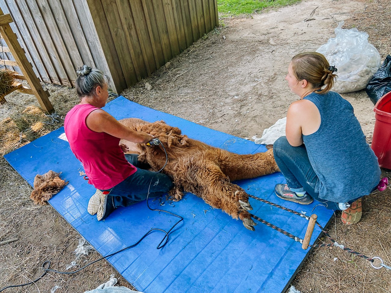 shearing an alpaca