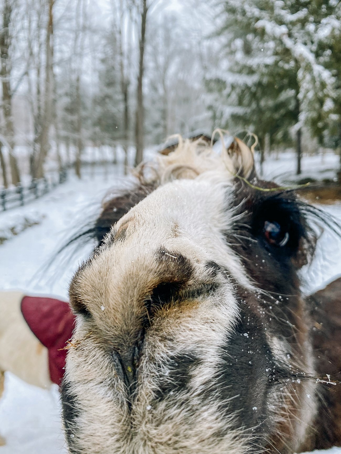 Trooper nosing up to the camera