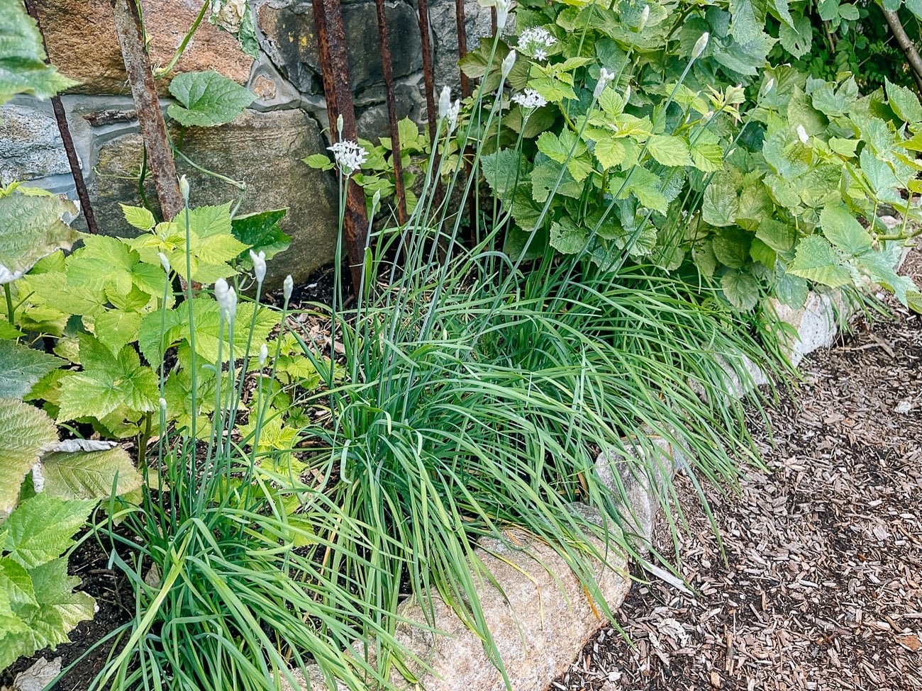 flowering garlic chive plants