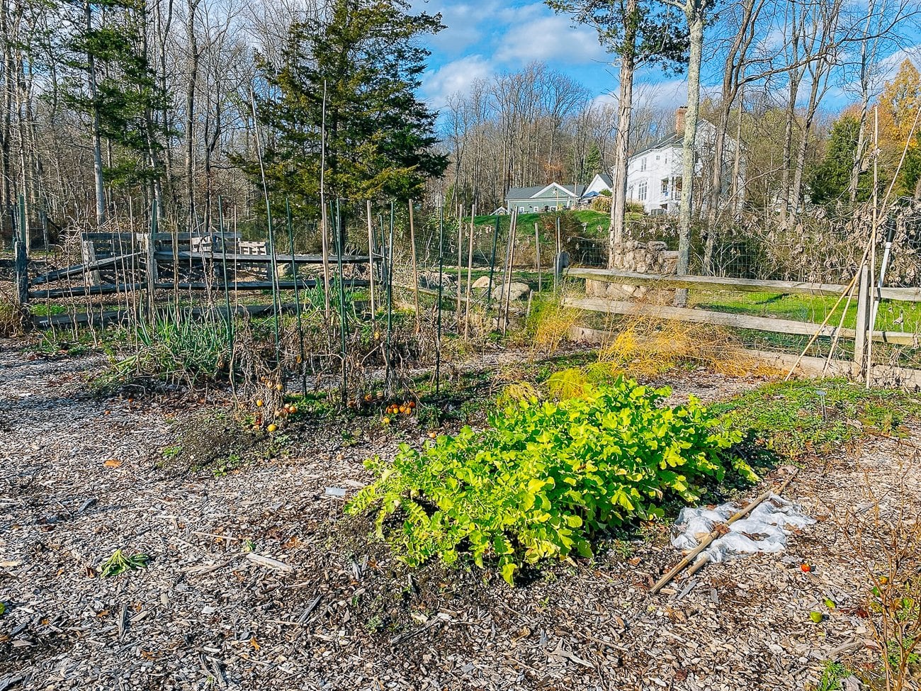 daikon radish bed in fall