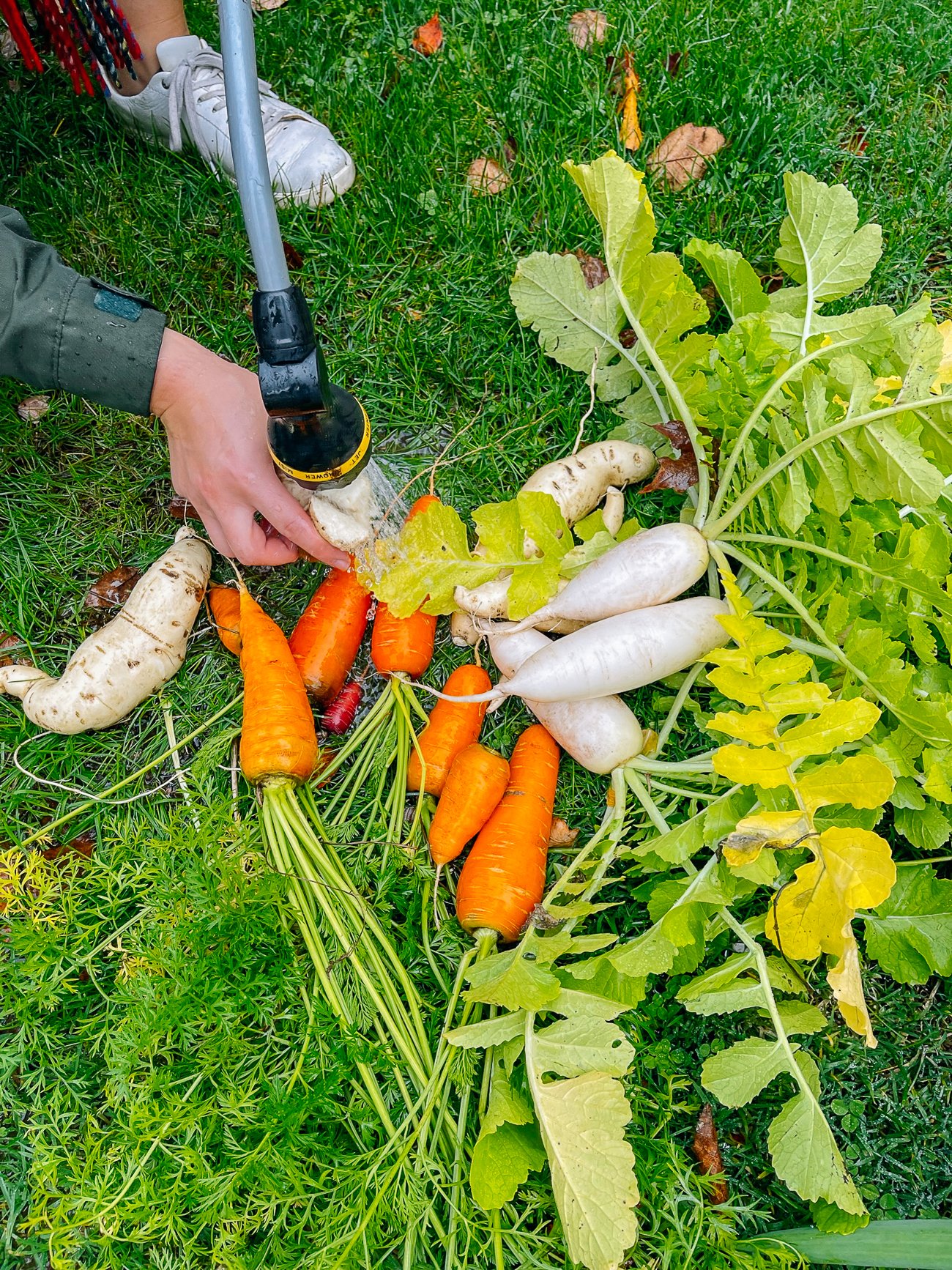 washing freshly harvested produce