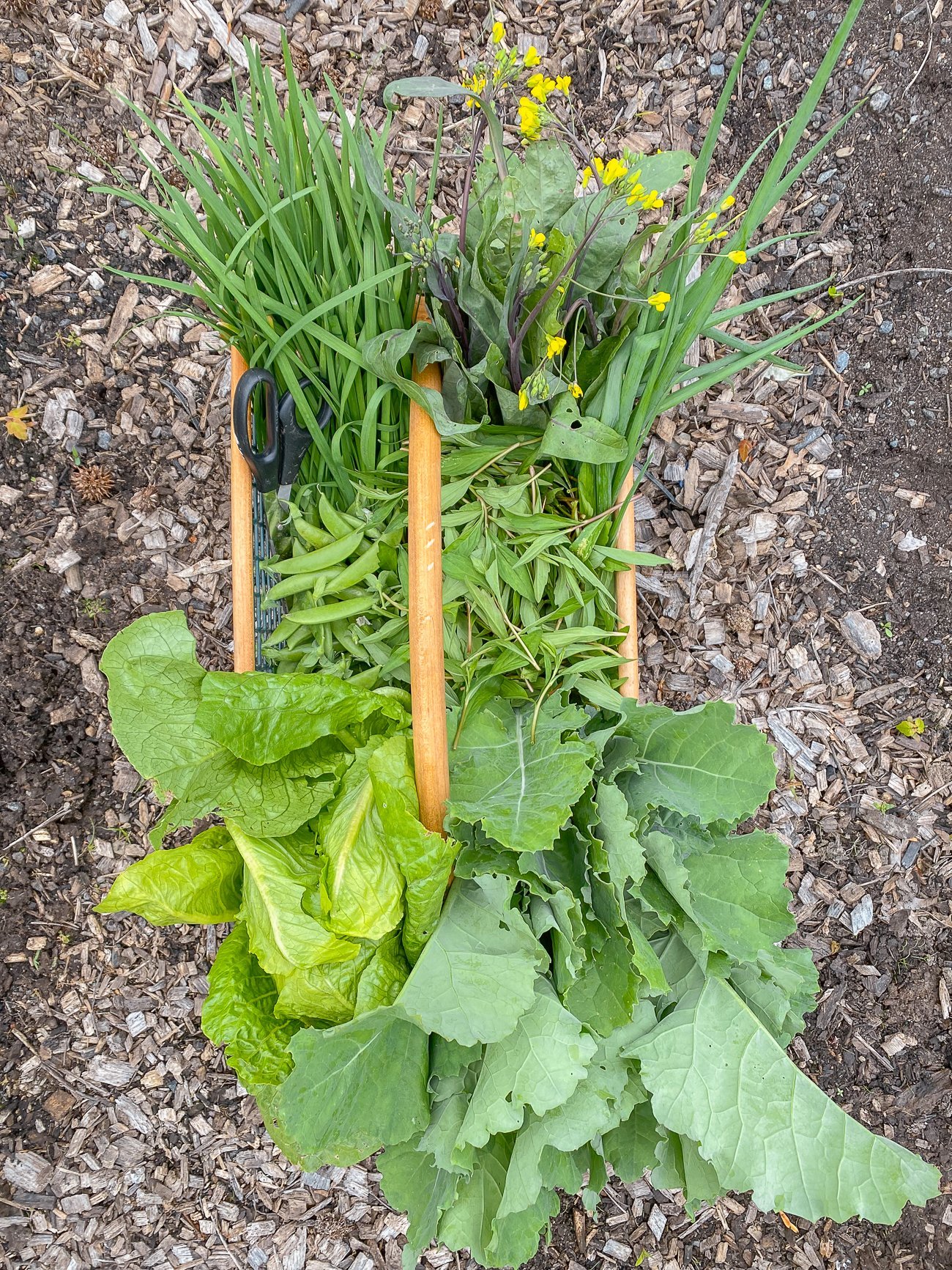 late spring harvest