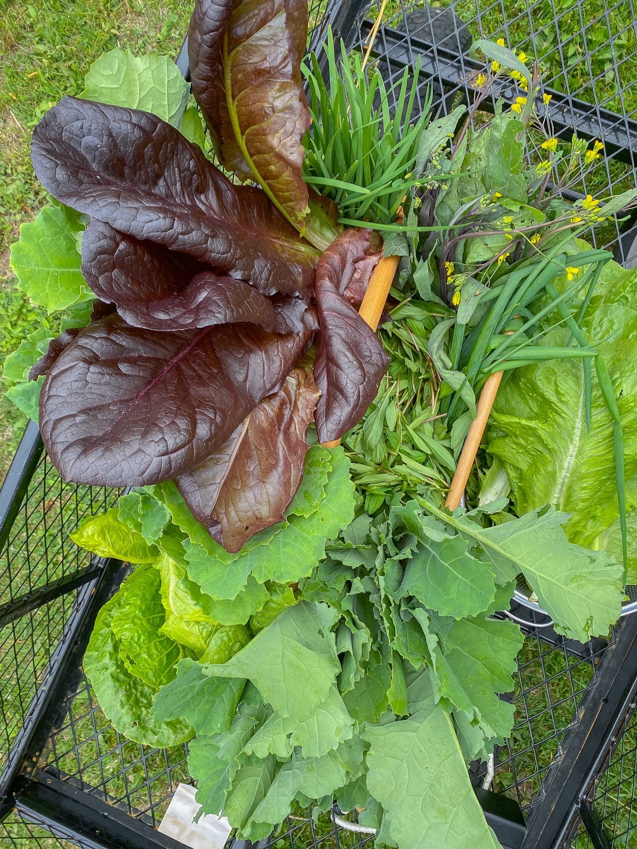 late spring harvest